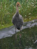 Red Black Blue on 3rd July 2012 Red Black Blue on 3rd July 2012